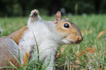 squirrel grey on grass scratchingの写真素材