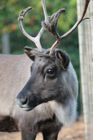 domestic caribou Reindeer with antlers and big brown eyesの写真素材