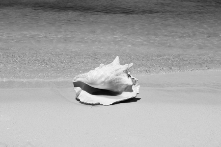 Conch shell on sand beach with sea wavesの写真素材