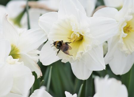 Pollen bee on daffodil flower springの写真素材