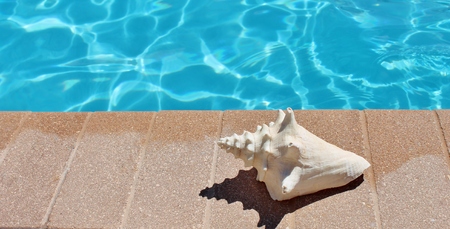 Poolside holiday vacation scenic swimming pool summer conch shell