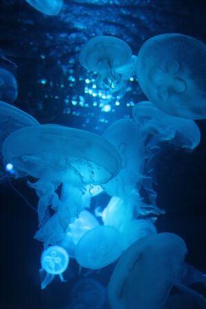 Bioluminescence jellyfish floating underwater