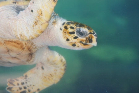 Hawksbill sea turtle swimming underwaterの写真素材