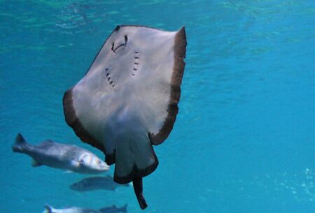 stingray swimming gliding underwater の写真素材