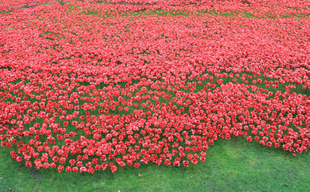 London, United Kingdom - 13 August 2014: Almost 900,000 ceramic poppies are installed at The Tower of London to commemorate Britain\'s involvement in the First World War.のeditorial素材