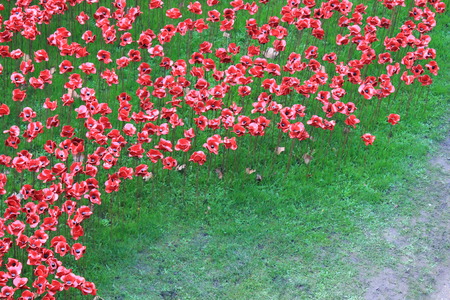 London, UK - 13 August 2014: Poppies at The Tower of London for rememberance Sundayのeditorial素材
