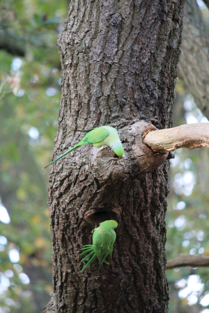 Feral Rose-ringed Parakeet (psitticula kraneri) in West London