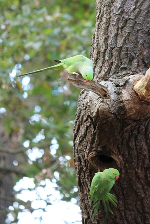 Feral Rose-ringed Parakeet (psitticula kraneri) in West London