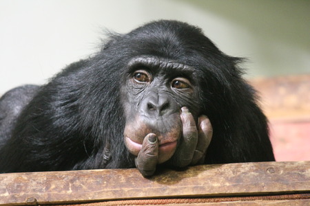 Common chimpanzee (Pan troglodytes)