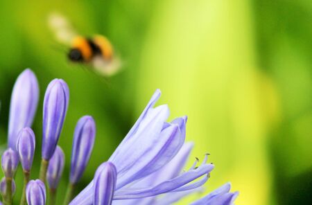 Blue,African Lily,  African agapanthus Agapathus africanus with bumble bee collecting pollen