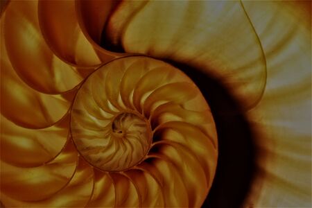 nautilus shell Fibonacci symmetry cross section spiral structure growth golden ratioの写真素材