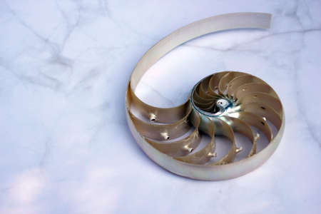 nautilus shell cross section spiral nautilus shell symmetry Fibonacci half cross section spiral golden ratio growth close up mother of pearl  stock photo photograph, rock stone concrete backgroundの写真素材