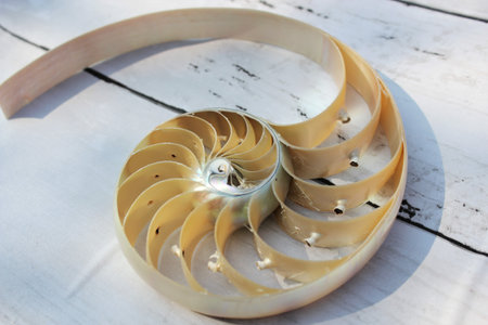 nautilus shell cross section spiral nautilus shell symmetry Fibonacci half cross section spiral golden ratio growth close up mother of pearl  stock photo photograph, rock stone concrete backgroundの写真素材