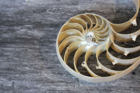 nautilus shell Fibonacci symmetry cross section spiral structure growth golden ratio concrete rock...
