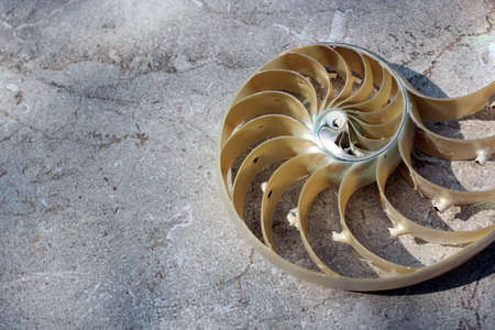 nautilus shell Fibonacci symmetry cross section spiral structure growth golden ratio concrete rock...