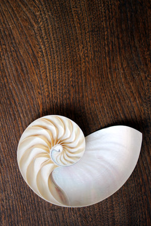 nautilus shell cross section spiral nautilus shell symmetry Fibonacci half cross section spiral golden ratio growth close up mother of pearl  stock photo photograph, wood, wooden, backgroundの写真素材