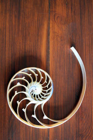 nautilus shell cross section spiral nautilus shell symmetry Fibonacci half cross section spiral golden ratio structure growth close up back lit mother of pearl close up stock photo, stock, photograph,の写真素材