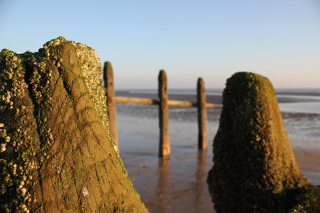 Winchelsea beach landscape view at low tide exposing flat sand with wooden sea groynes protruding from the sand, by Rye Harbour Nature reserve  East Sussex UKの写真素材