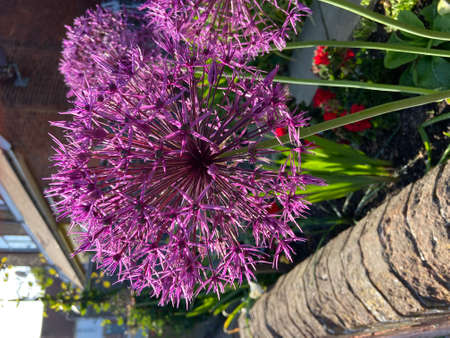 Purple Allium flower blooming in the garden, close up