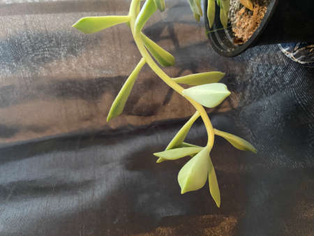 Green leaves of a houseplant in a pot on a black background