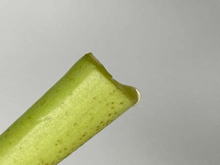 A closeup shot of a single piece of green.の写真素材