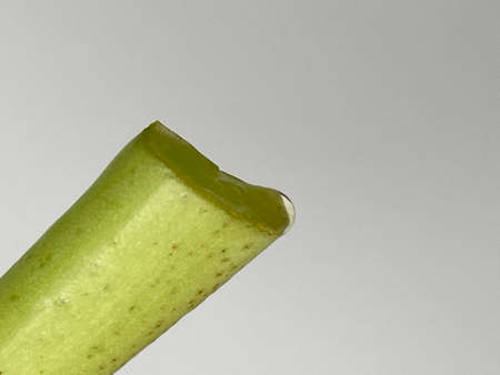 A macro shot of a green object on a gray background.の写真素材