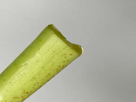 Close-up of a green object on a white background.