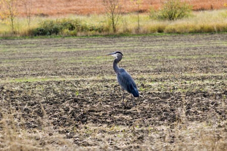 Great Blue Heron struts its stuff in a farm field in Oregonの写真素材