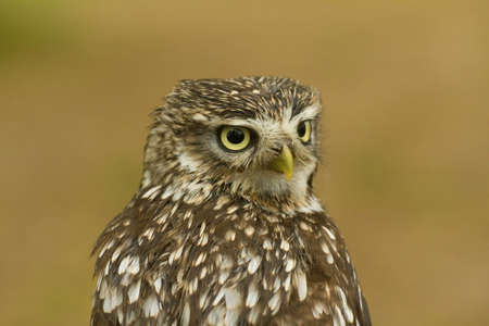 Little Owl