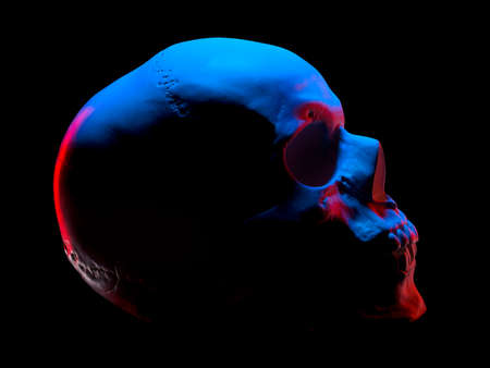 Side view of gypsum model of the human skull in neon lights isolated on blackの写真素材