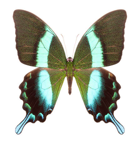 Morpho butterfly isolated on a whiteの写真素材