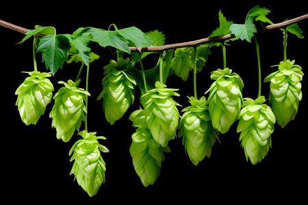 Macro closeup of green ripe hop cones isolated on black background. Branch of hop cones for making beer and bread.の素材
