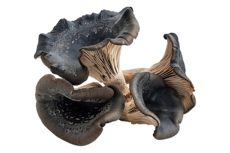 Black trumpet mushrooms isolated on a white background.の素材