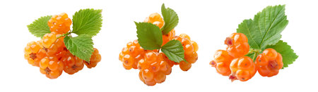 Vibrant orange cloudberries berries with green leaves isolated on a white transparent backgroundの素材