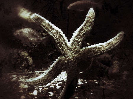 Aquarium sea star, grunge backgroundの写真素材