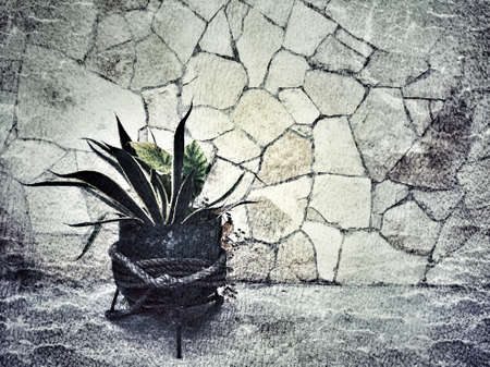 Snake plant, grunge stone backgroundの写真素材