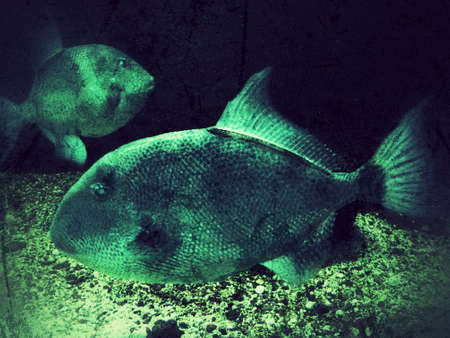 Green aquarium fishの写真素材