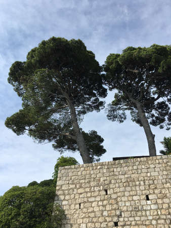 Trees at the stone wallの写真素材