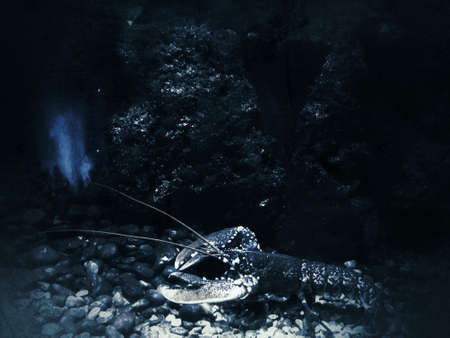Lobster in a aquariumの写真素材
