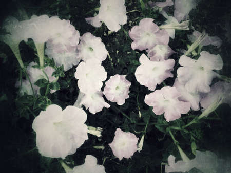 White flowers, grunge backgroundの写真素材