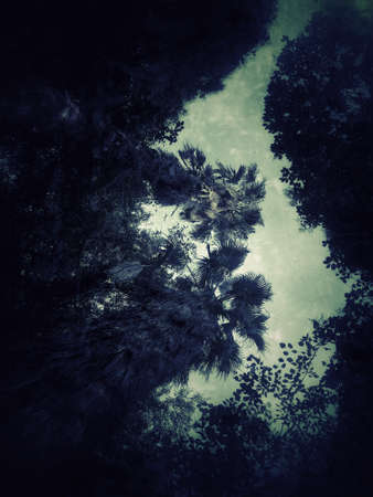 Silhouette of a trees, dark green grunge backgroundの写真素材