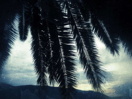 Palm tree leaves and cloudy skyの写真素材