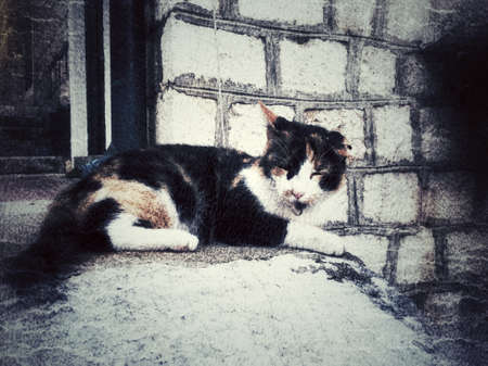 Old city cat at the stone streetの写真素材