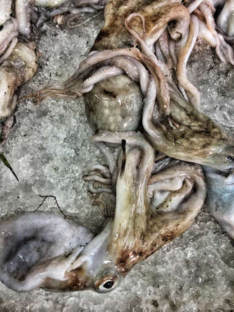 Squids at the seafood marketの写真素材