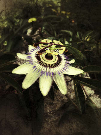 Passion flower, close upの写真素材