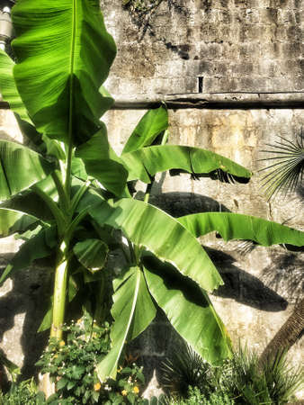 Banana tree green leaves at a sunny dayの写真素材