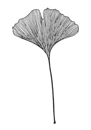 Ginkgo leaf vector black on white backgroundのイラスト素材