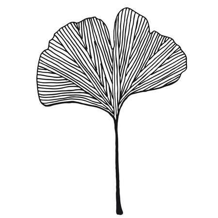 Hand drawn ginkgo leaf vector black on white backgroundのイラスト素材