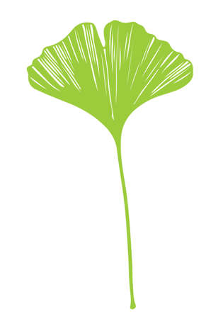 Ginkgo biloba leaf vector green on white backgroundのイラスト素材