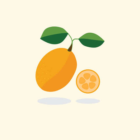 Kumquat fruit vector illustrationのイラスト素材